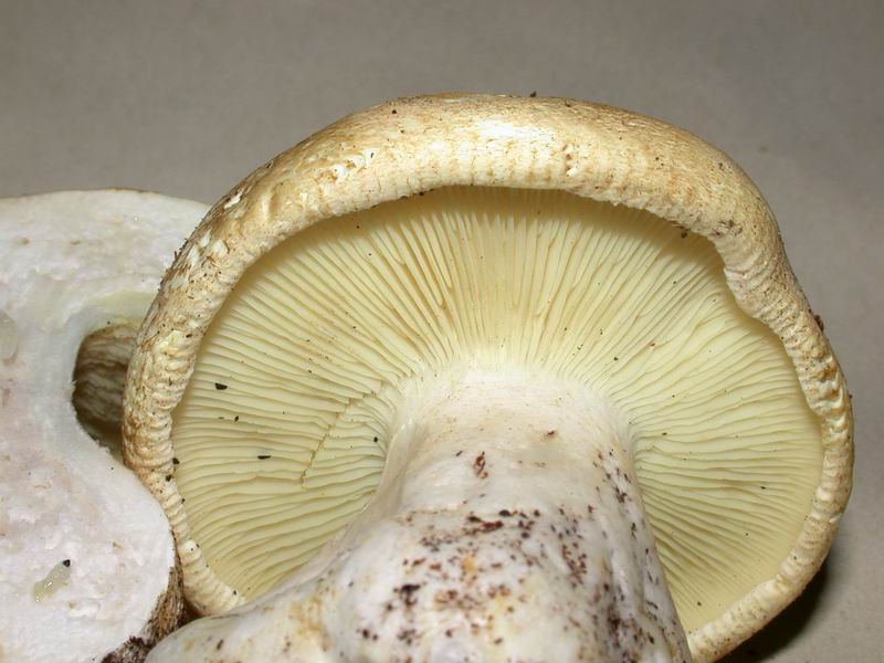 Leucopaxillus tricolor